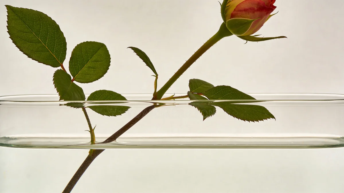 Стебель розы с убранными листьями ниже уровня воды — профилактика Botrytis