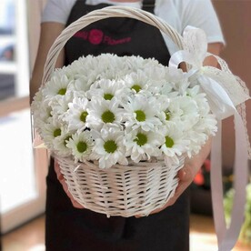Хризантема кустовая, Корзина, Оазис