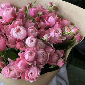 Пион Розы Сильва 11