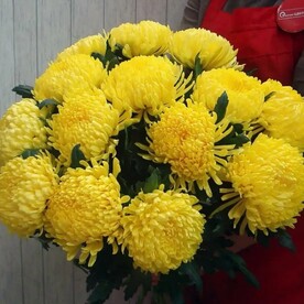 Хризантема, Корейская бумага