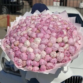 151 ароматный пион