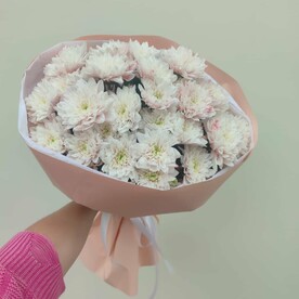 Хризантема кустовая, Тишью, Пленка матовая