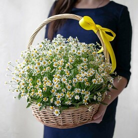 Букет из 49 ромашек Камилла