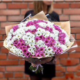 Хризантема кустовая, Крафт, Пленка