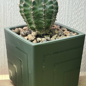 Кактус