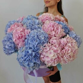 Гортензия, 21 штучка. Большой букет в коробке