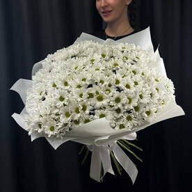 Хризантемы кустовые «Ромашка», 25 штучек