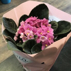 Сенполия