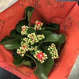 Каланхое