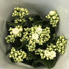 Каланхоэ