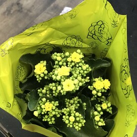 Каланхоэ