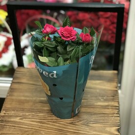 Роза в горшке