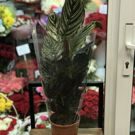 Калатея