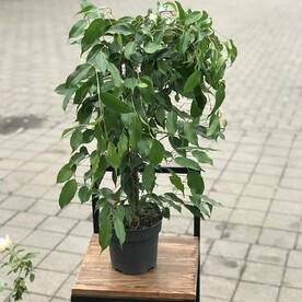 Фикус Бенджамина