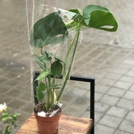 Монстера