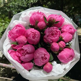 Пионы