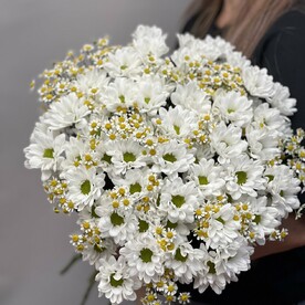 Хризантема кустовая, Танацетум