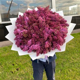 81 сирень