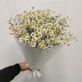 9 кустовых ромашек