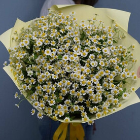 19 кустовых ромашек