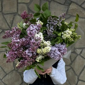 Сирень 15шт