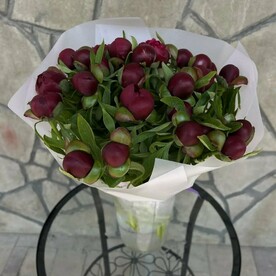 Пионы 25шт