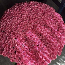 Букет из 501 розовой розы