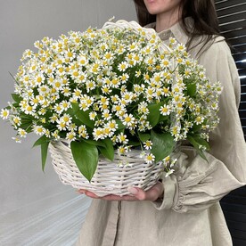 Большая корзина кустовых ромашек