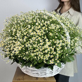 Корзина с кустовыми ромашками