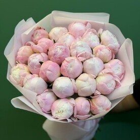 Пион гардения шт