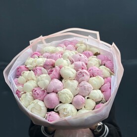 Пион сара бернард шт, Пион белый шт