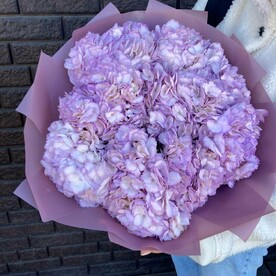 Гортензия шт, Пленка матовая шт, шт