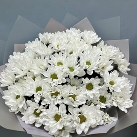 Хризантема балтика, Пленка матовая