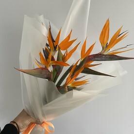 Стрелиция, Пленка дизайнерская