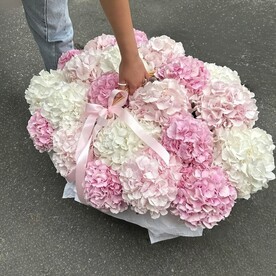 Гортензия, Гортензия, Оазис, Корзина