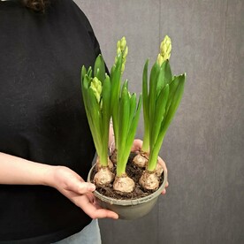 Гиацинты розовые в лукошке 7 шт