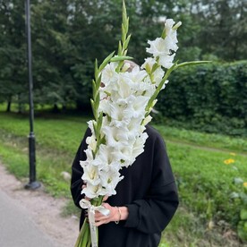 Гладиолусы 5 шт