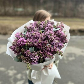 Сирень