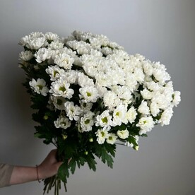 15 кустовых хризантем
