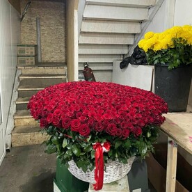 501 роза Эквадор в корзине