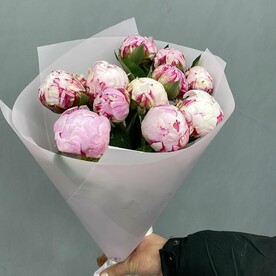 11 пионов Сара Бернард