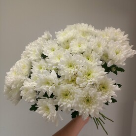 Хризантема кустовая