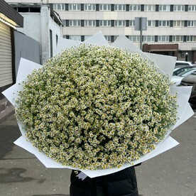 Ромашка кустовая 151 штука