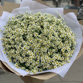 51 полевая ромашка