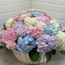 Гортензия с корзинами