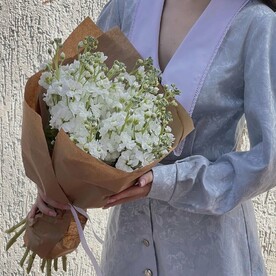 Белая Маттиола