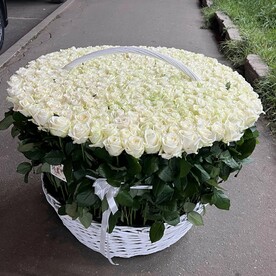 Роза аваланч, Оазис, Корзина