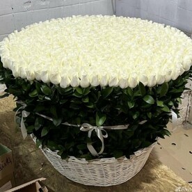 501 Белые Эквадорские розы