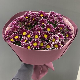 Ромашковая хризантема кустовая
