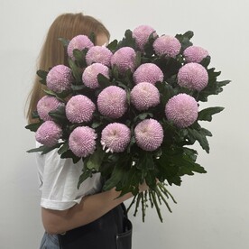 Хризантема момоко, Аквапак